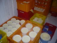 ماست بندی